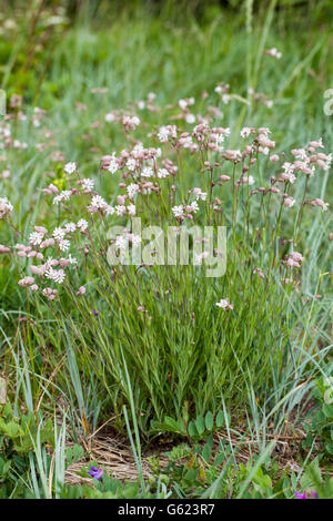 La vescica campion (Silene vulgaris ssp. littoralis) Foto Stock