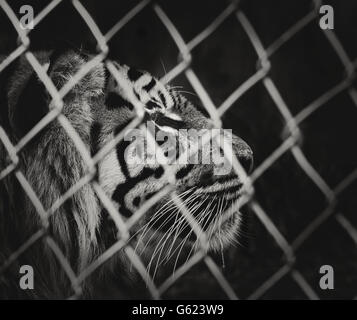 Una tigre di Sumatra dietro un recinto di filo in un zoo in inglese Foto Stock