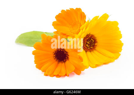 Calendula, Calendula Officinalis su uno sfondo bianco. Foto Stock