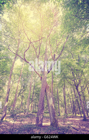 Vintage tonica intrecciato di alberi in una foresta. Foto Stock