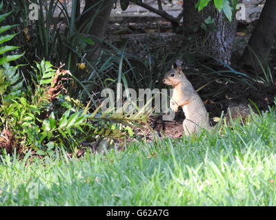 Una volpe scoiattolo (Sciurus niger) si erge eretta sul bordo di un prato tra alcune piante. Foto Stock