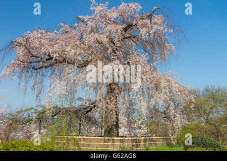 Parco Maruyama a Kyoto, Giappone durante il Cherry Blossom Festival Foto Stock