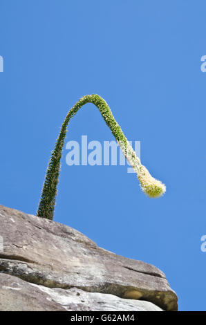 Il fiore di Agave attenuata che pende sulla cima di una scogliera a Sydney in Australia Foto Stock