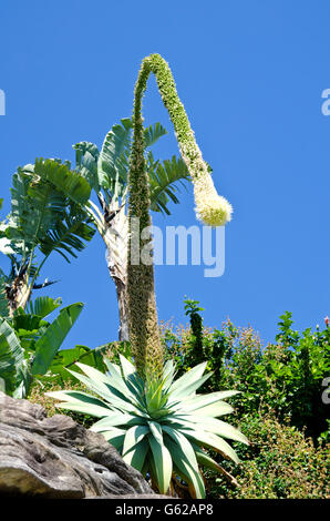 Una fioritura Agave attenuata in un giardino tropicale, Sydney Australia Foto Stock