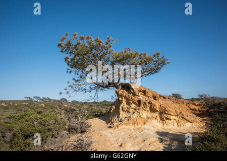 Torrey Pines Sate Park, San Diego, CA Foto Stock