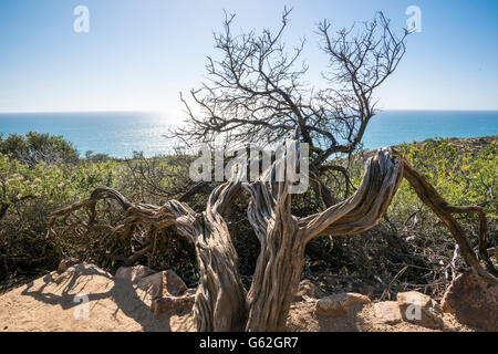 Alterò lo scheletro della struttura a Torrey Pines Sate Park, San Diego, CA Foto Stock