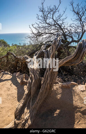 Alterò lo scheletro della struttura a Torrey Pines Sate Park, San Diego, CA Foto Stock