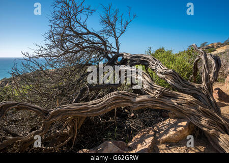 Alterò lo scheletro della struttura a Torrey Pines Sate Park, San Diego, CA Foto Stock