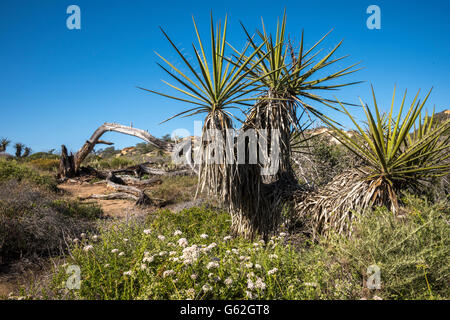 Punto di rasoio a Torrey Pines State Park, San Diego, CA Foto Stock