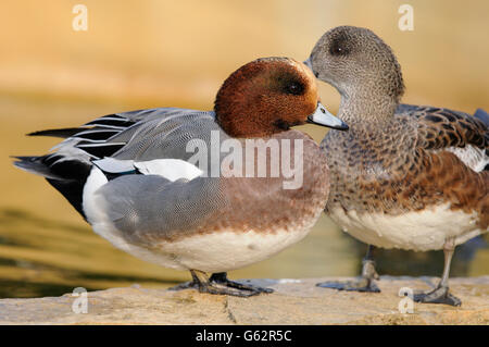 Ritratto orizzontale del wigeon eurasiatico, Mareca penelope (Anas penelope), maschio adulto appoggiato su una roccia, con una femmina sullo sfondo. Foto Stock