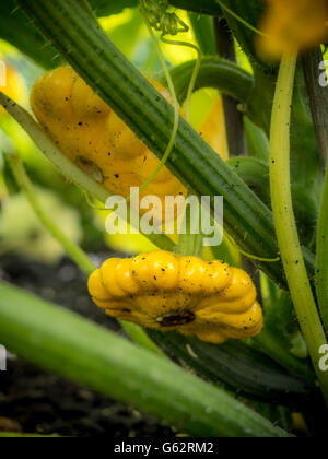 Pattypan squash crescere all'aperto Foto Stock