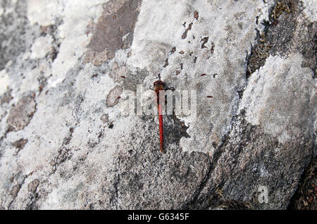 Ruddy Darter dragonfly, (Sympetrum sanguineum) su una roccia nel Parco Nazionale di Killarney, Ring of Kerry, Co. Kerry, Irlanda. Foto Stock