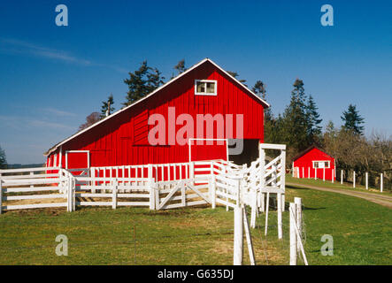 Rosso brillante granaio, Charles W. WILSON RANCH; caseificio & BOVINI DA CARNE, vicino Sequim, Washington, Stati Uniti d'America Foto Stock