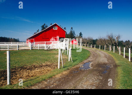 Rosso brillante granaio, Charles W. WILSON RANCH; caseificio & BOVINI DA CARNE, vicino Sequim, Washington, Stati Uniti d'America Foto Stock