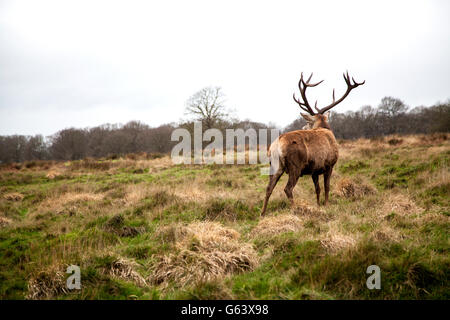 Cervi nel parco Foto Stock