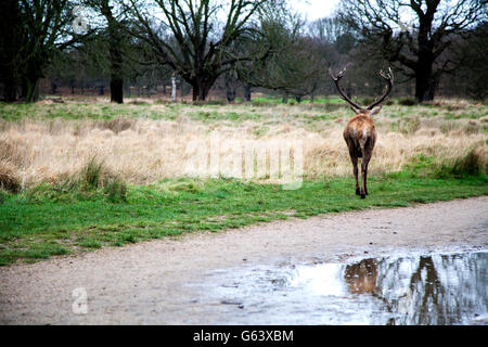 cervi nel parco di Richmond Foto Stock