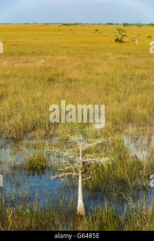 Florida Everglades National Park, PA-hay-okee Trail, vista da trascurare Foto Stock