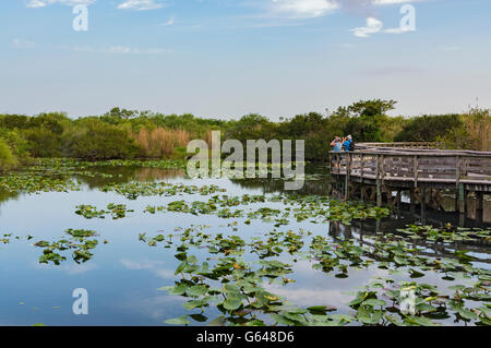 Florida Everglades National Park, Anhinga Trail, Boardwalk, sera Foto Stock