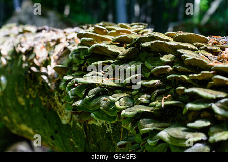 Tree funghi su un caduto faggio (Fagus sylvatica ) , che non viene più eliminato e di essere parte di una foresta in Vienn Foto Stock