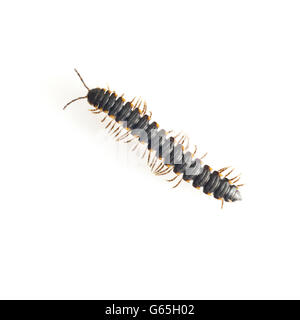 Centipede su sfondo bianco Foto Stock