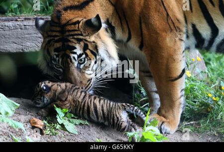 Madre Kirana si occupa di uno dei suoi cuccioli di tigre, nato il 3 giugno, come sono visti in pubblico per la prima volta allo zoo di Chester. Foto Stock