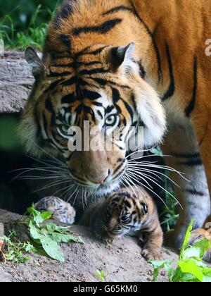 Madre Kirana si occupa di uno dei suoi cuccioli di tigre, nato il 3 giugno, come sono visti in pubblico per la prima volta allo zoo di Chester. Foto Stock