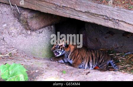 Uno dei suoi cuccioli di tigre, nato il 3 giugno, è visto in pubblico per la prima volta allo zoo di Chester. Foto Stock