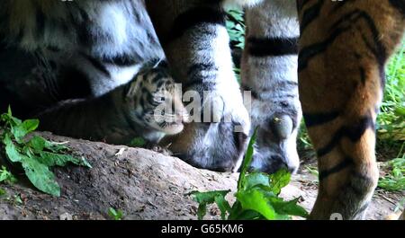 Madre Kirana si prende cura dei suoi cuccioli di tigre, nati il 3 giugno, come sono visti in pubblico per la prima volta allo zoo di Chester. Foto Stock