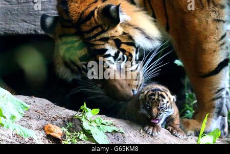 Cuccioli di tigre nato a Chester Zoo Foto Stock