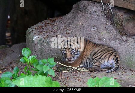 Uno dei suoi cuccioli di tigre, nato il 3 giugno, è visto in pubblico per la prima volta allo zoo di Chester. Foto Stock