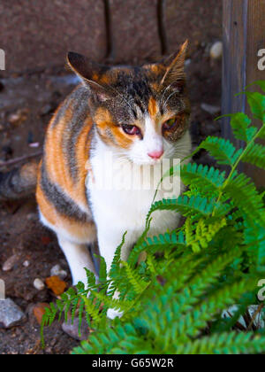 Cat in erba - Immagine di stock Foto Stock