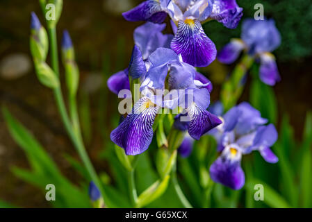Set di blue orchid Fiori su fondo naturale Foto Stock