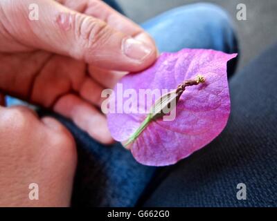 Vista ingrandita di un viola petalo di fiore Foto Stock