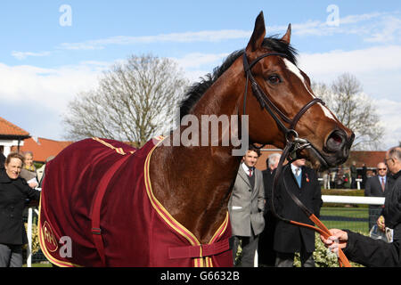 Un cavallo è camminato intorno all'anello della parata prima di La Novae Bloodstock Assicurazioni Craven Stakes Foto Stock