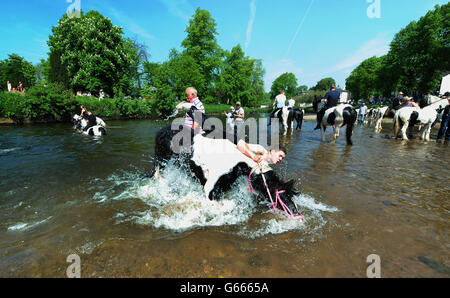 Un membro della comunità itinerante cade dal suo cavallo nel fiume Eden il secondo giorno della fiera dell'Appleby Horse Fair, l'annuale raduno di zingari e viaggiatori ad Appleby, Cumbria. Foto Stock