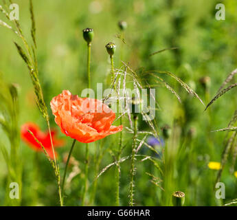 Rosso papavero papaver fiore e altri fiori selvatici Foto Stock