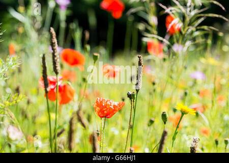 Rosso papavero papaver fiore e altri fiori selvatici Foto Stock