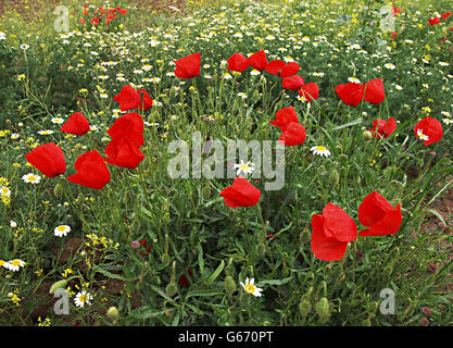 Campo di papaveri e fiori di campo Foto Stock