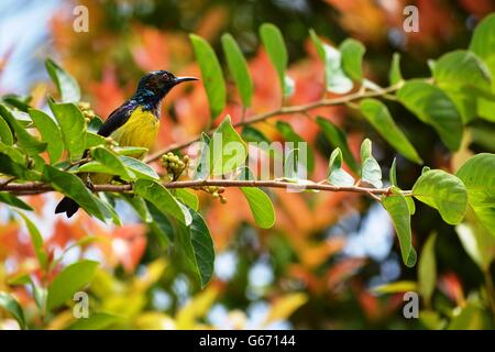 Sunbird nella calura del mezzogiorno Foto Stock