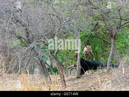 L'immagine della tigre ( Pnathera tigri ) Mayas cub in Tadoba national park, India Foto Stock