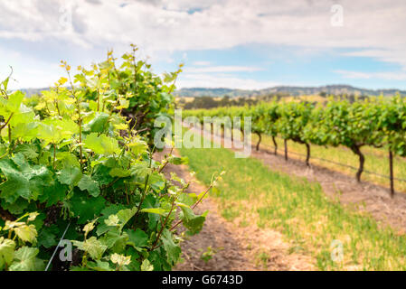 I vitigni nella Barossa Valley, Sud Australia. Foto Stock