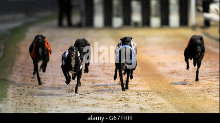 Il Greyhound Racing - William Hill Derby - Quarti di Finale - Wimbledon Stadium Foto Stock