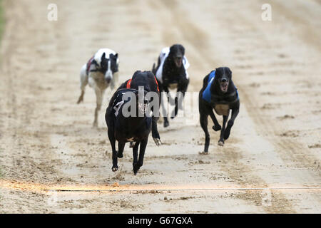 Il Greyhound Racing - William Hill Derby - Semifinali - Wimbledon Stadium Foto Stock