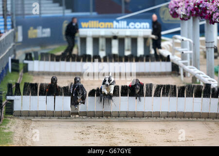 Il Greyhound Racing - William Hill Derby - Semifinali - Wimbledon Stadium Foto Stock