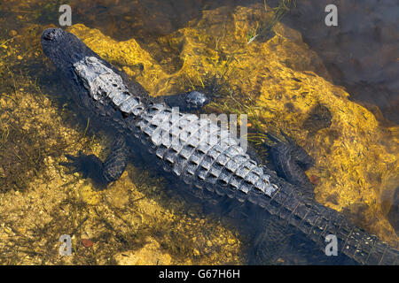 Florida, Big Cypress National Preserve, Oasi Visitor Center, coccodrillo americano (Alligator mississippiensis) boardwalk view Foto Stock