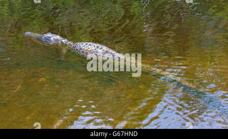 Florida, Big Cypress National Preserve, coccodrillo americano (Alligator mississippiensis) visto dal Turner River Road, Dragonfly Foto Stock