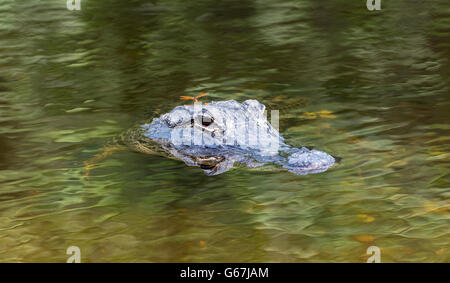 Florida, Big Cypress National Preserve, coccodrillo americano (Alligator mississippiensis) visto dal Turner River Road, Dragonfly Foto Stock