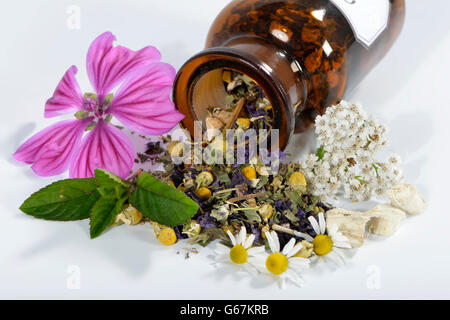 La menta piperita, dolce infestante, Marshmallow foglia, radice di malvone, Achillea, Malva foglia, Malva, comune matricaria recutita / (Malva Sylvestris), Achillea millefolium), (Mentha piperita), (Althaea officinalis) / camomilla, camomilla, Chamomille, camomilla annuale, blu camomilla, comune camomilla, dolce camomilla, della camomilla selvaggia, camomilla selvaggia, camomilla tedesca Foto Stock