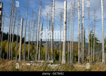 Gli alberi morti, Brocken, Harz, Germania, comune / di abete rosso (Picea abies) Foto Stock