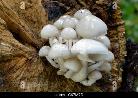 Fungo di porcellana / (Oudemansiella mucida) Foto Stock